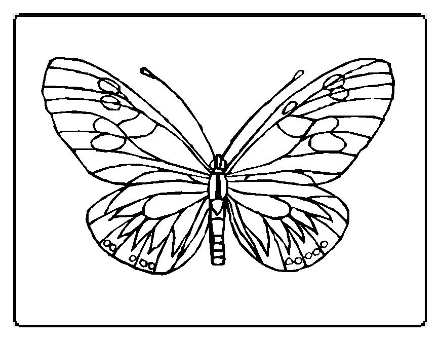 Coloriage d'un papillon aux ailes déployées sur un fond floral