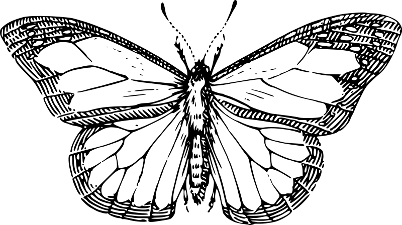 Coloriage d'un papillon aux ailes délicates sur fond floral