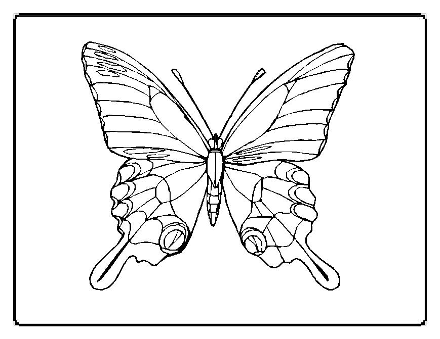 Coloriage d'un papillon aux motifs élaborés dans un décor floral