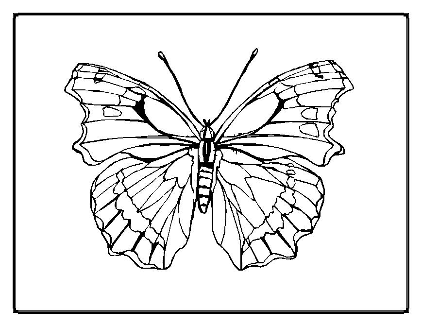Coloriage d'un papillon aux ailes ornées de motifs délicats