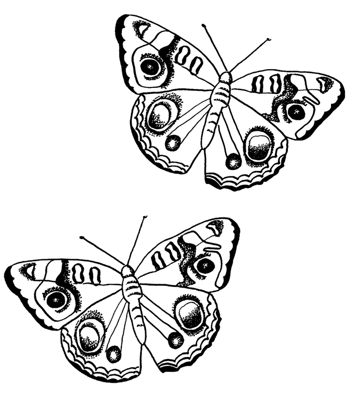 Coloriage d'un papillon avec motifs floraux