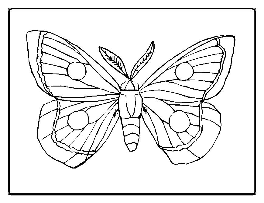 Coloriage d'un papillon avec des motifs floraux et des détails raffinés