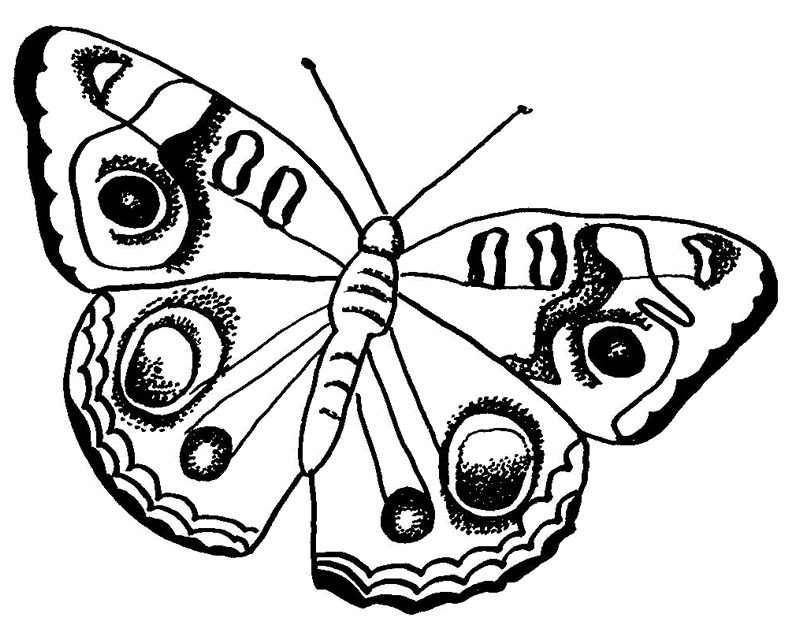 Coloriage d'un papillon stylisé sur fond floral