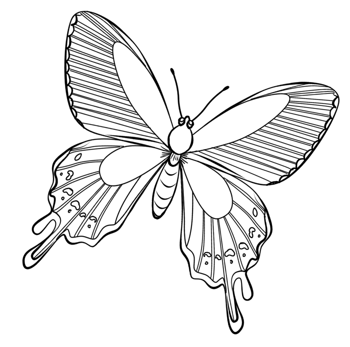 Coloriage d'un papillon en plein vol avec des motifs détaillés