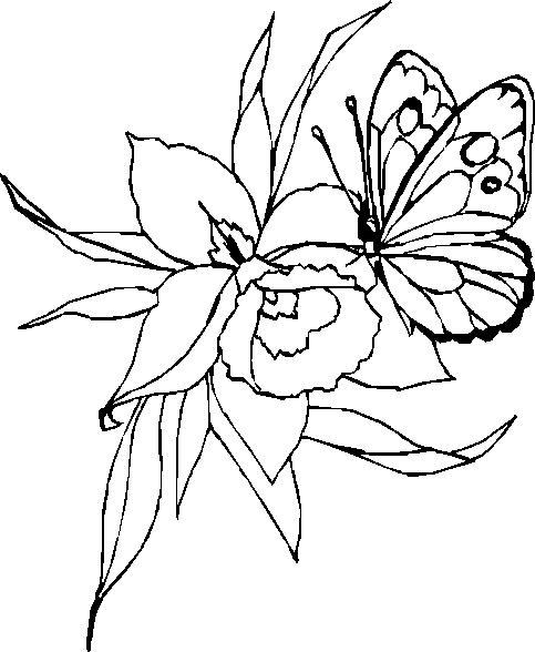 Coloriage d'un papillon posé sur une fleur