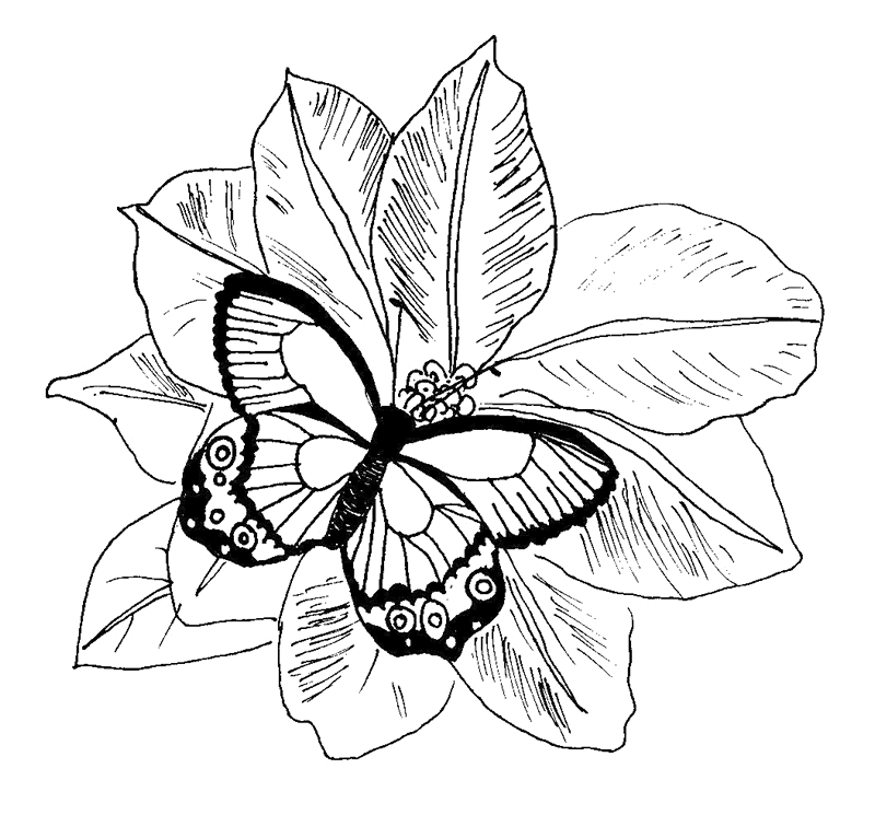 Coloriage d'un papillon sur une feuille avec des motifs floraux
