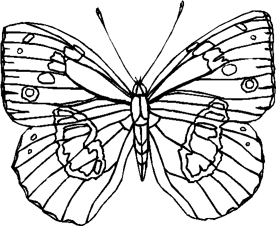 Coloriage d'un papillon élégant posé sur une fleur