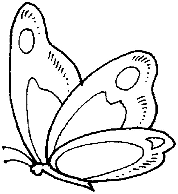 Coloriage d'un papillon stylisé sur fond orné de motifs floraux
