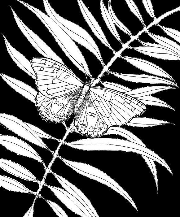 Coloriage de papillon avec motifs floraux