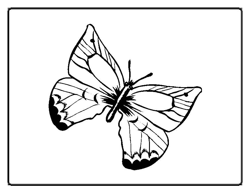 Coloriage d'un papillon aux ailes déployées sur fond floral
