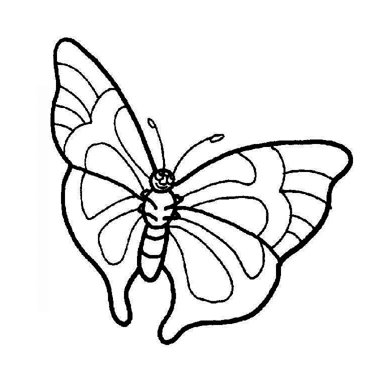 Coloriage d'un papillon aux ailes ornées de motifs