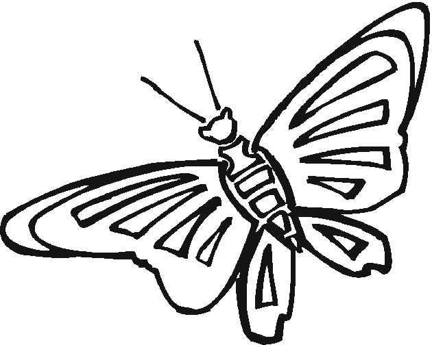 Coloriage d'un papillon : un insecte délicat en pleine vol