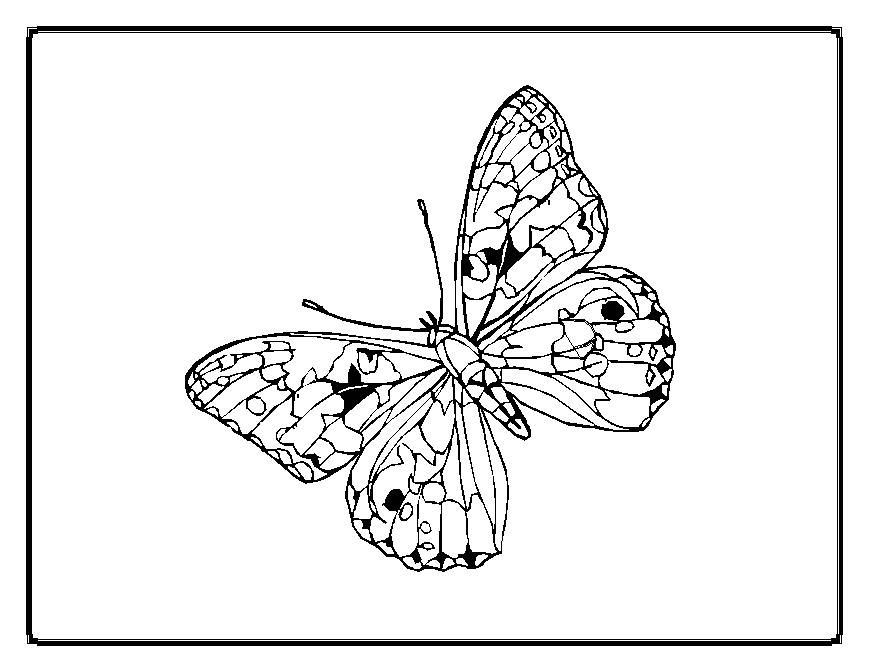 Coloriage d'un papillon aux ailes délicates sur un fond épuré