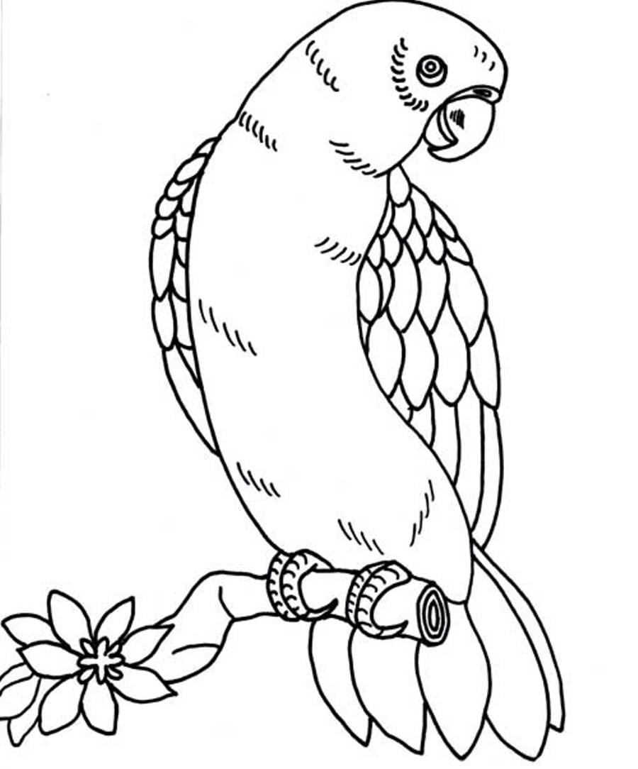 Coloriage d'un perroquet perché sur une branche