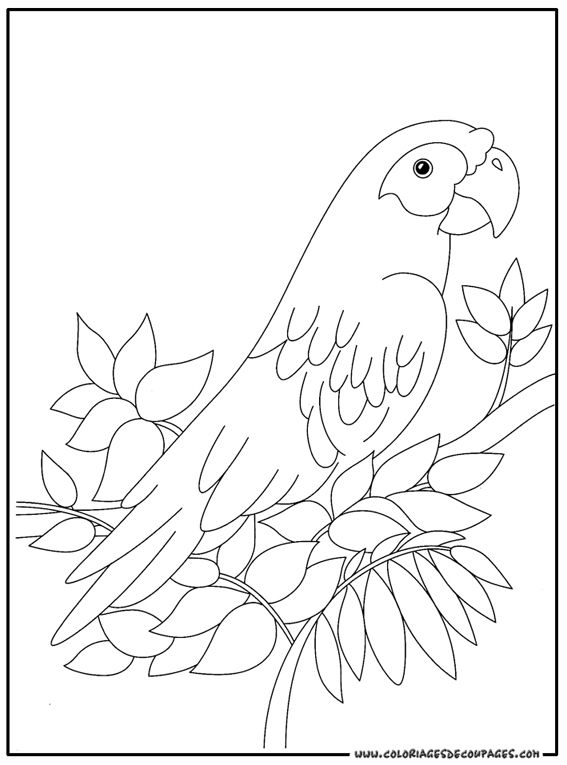 Coloriage d'un perroquet perché sur une branche feuillue