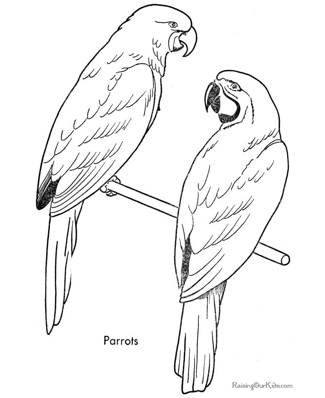 Coloriage d'un perroquet perché sur une branche