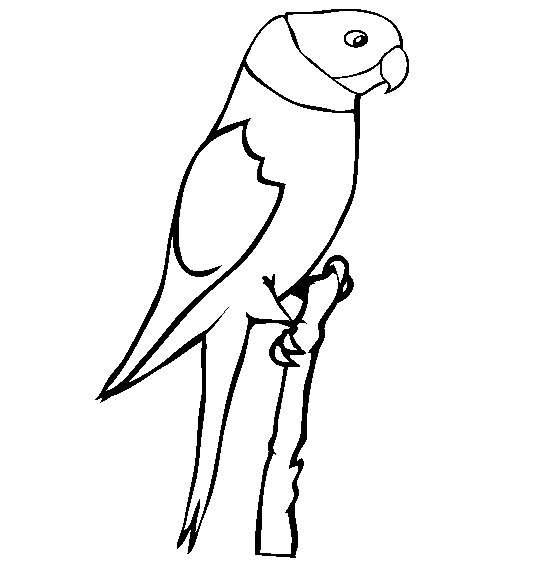 Coloriage d'un perroquet perché sur une branche avec des feuilles