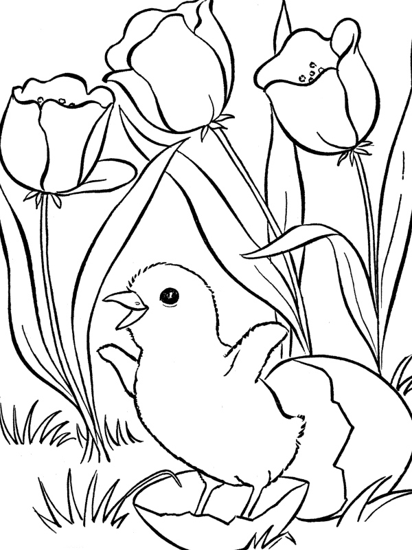 Petit poulet au milieu d'un paysage rural