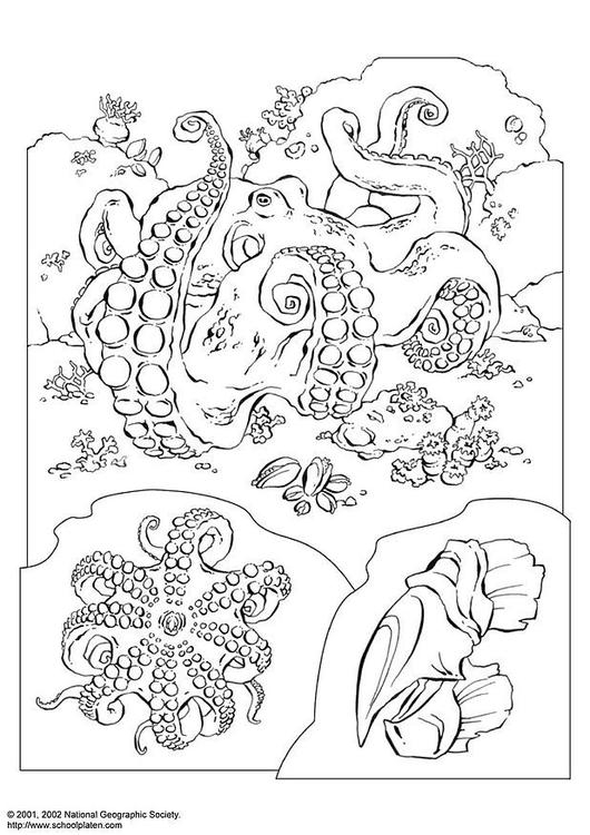Coloriage d'une pieuvre entourée d'éléments marins