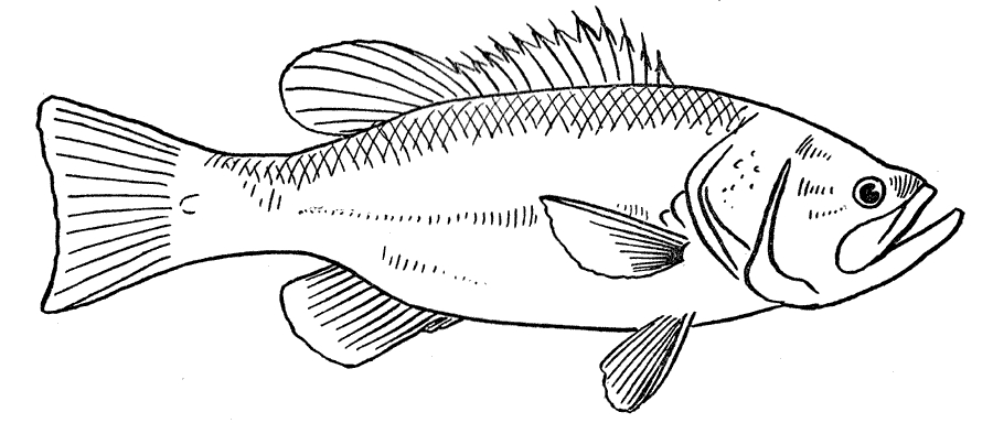 Un poisson coloré évoluant dans son milieu aquatique