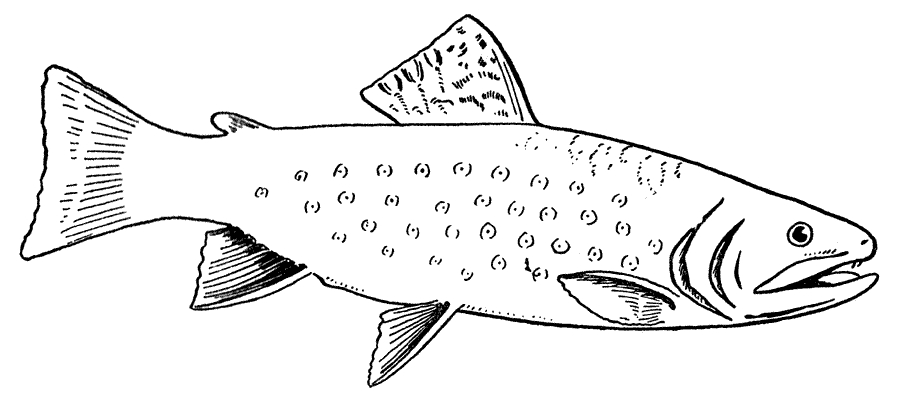 Un poisson coloré nageant paisiblement sous l'eau