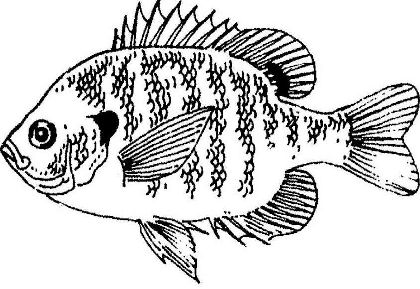 Coloriage d'un poisson coloré évoluant dans son habitat marin