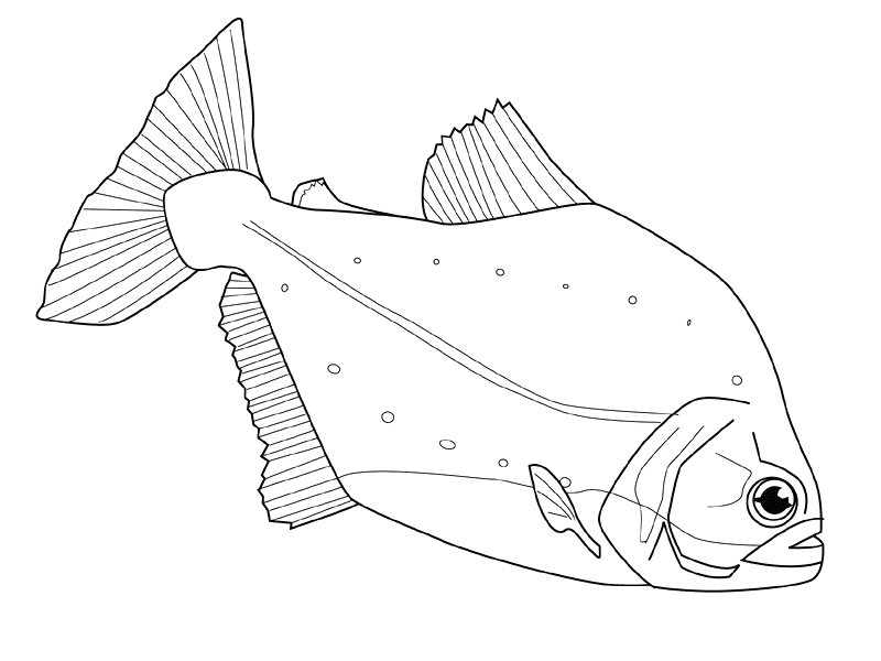 Un poisson nageant paisiblement dans les vagues