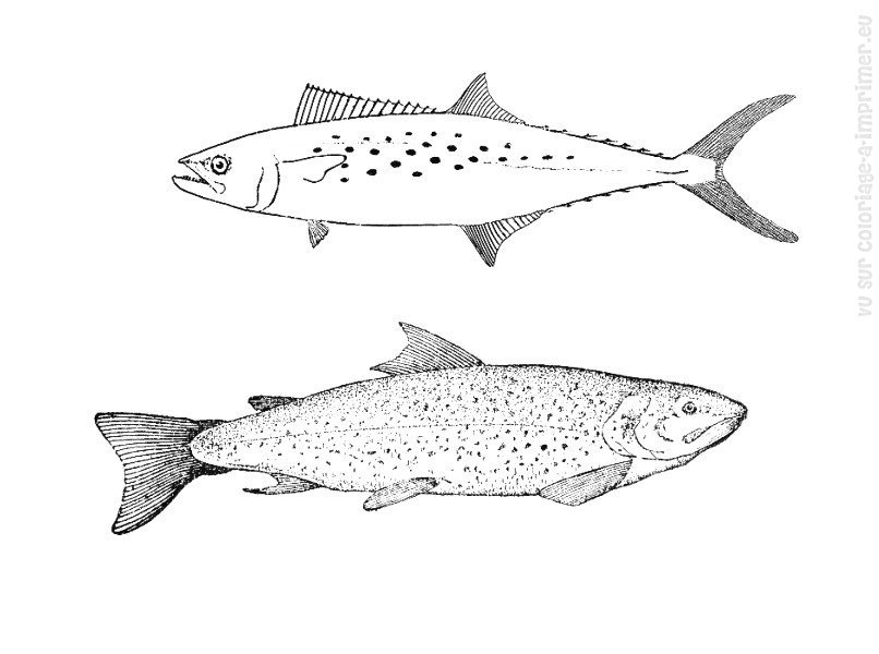 Poisson coloré nageant dans un décor aquatique