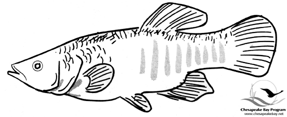 Coloriage d'un poisson nageant dans des vagues