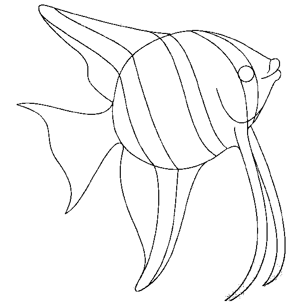 Un poisson coloré évoluant dans un fond aquatique