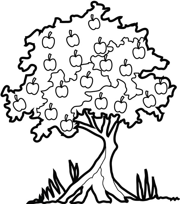Coloriage d'un pommier en fleurs avec un sol herbeux