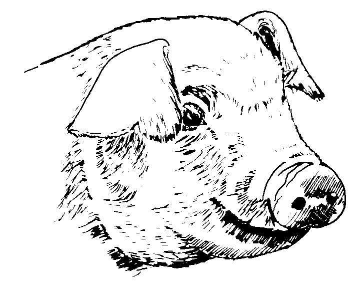Un porc joyeux jouant dans un champ verdoyant