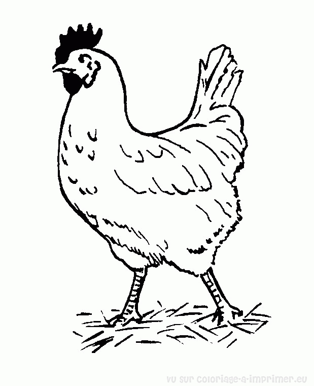 Coloriage d'une poule sur un fond simple