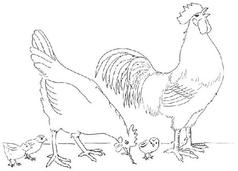 Coloriage d'une poule debout dans un paysage simple