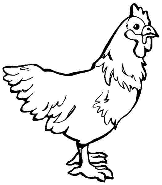 Coloriage d'une poule dans un environnement naturel