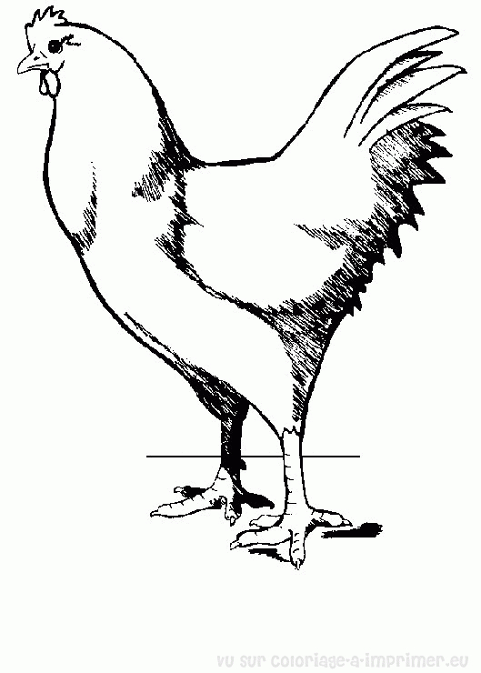 Coloriage d'une poule en pleine promenade dans un champ