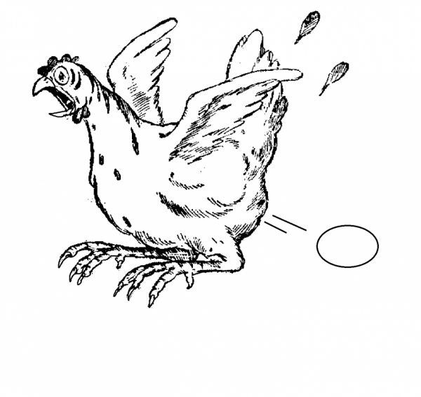 Un poulet amusant se promène dans un jardin paisible