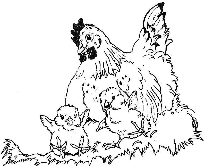 Poule en pleine promenade dans un jardin fleuri