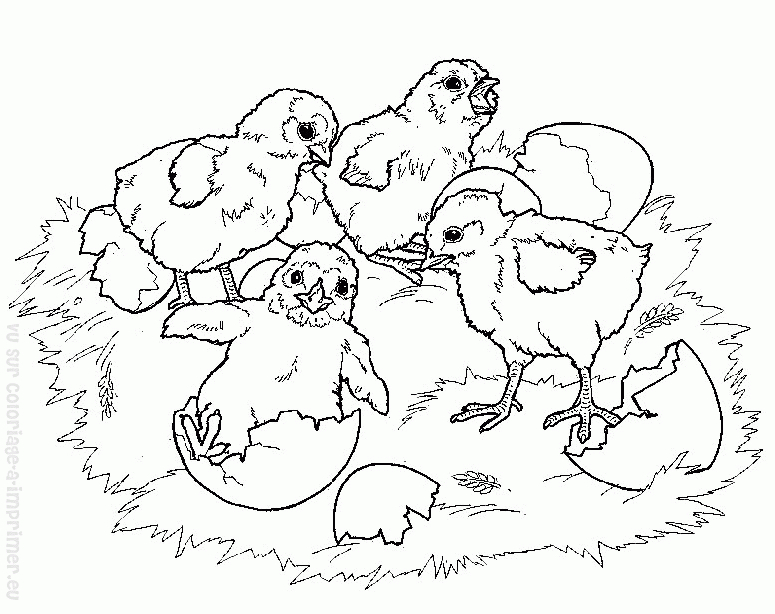 Coloriage d'une poule en plein promenade dans un décor naturel