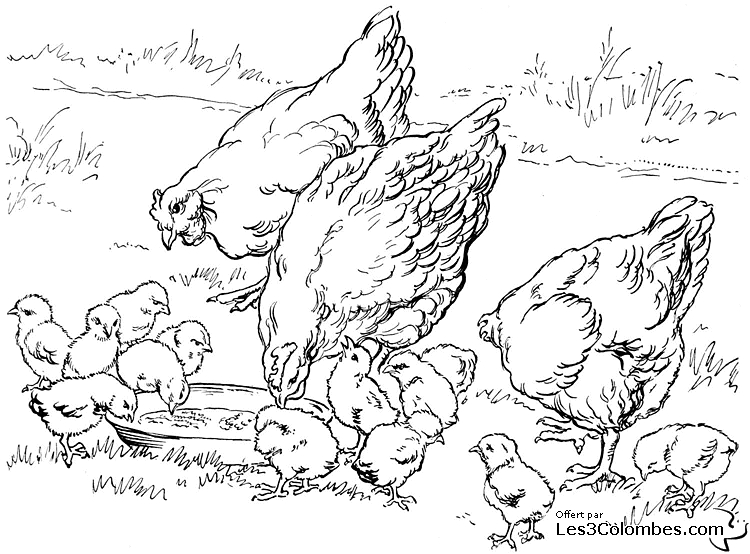 Coloriage d'une poule évoluant dans un environnement rural