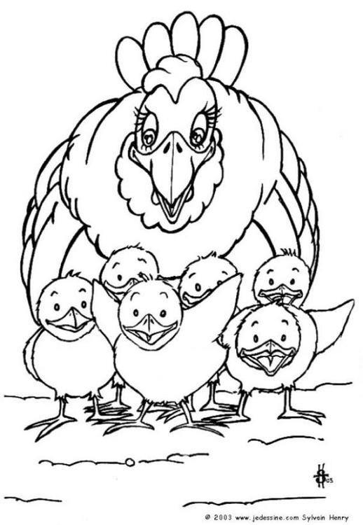 Coloriage d'une poule dans un environnement simple et naturel