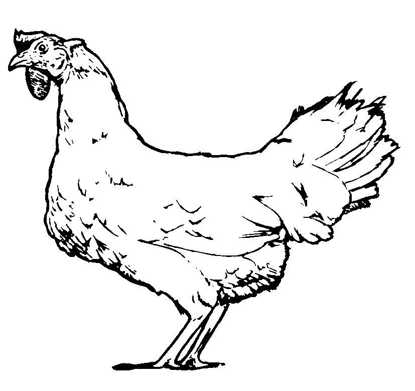 Un poulet joyeux dans son jardin ensoleillé