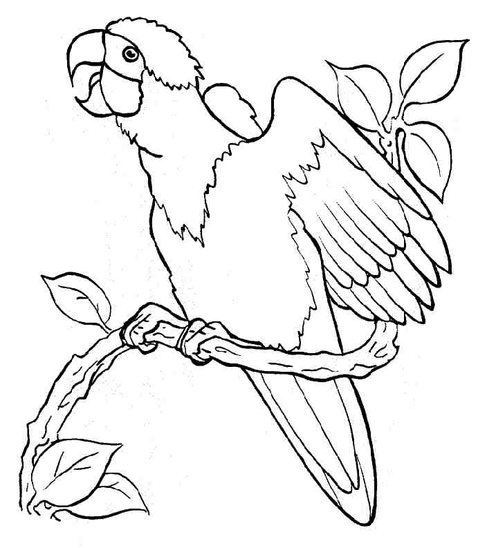 Coloriage d'un poulet joyeux dans un cadre rural