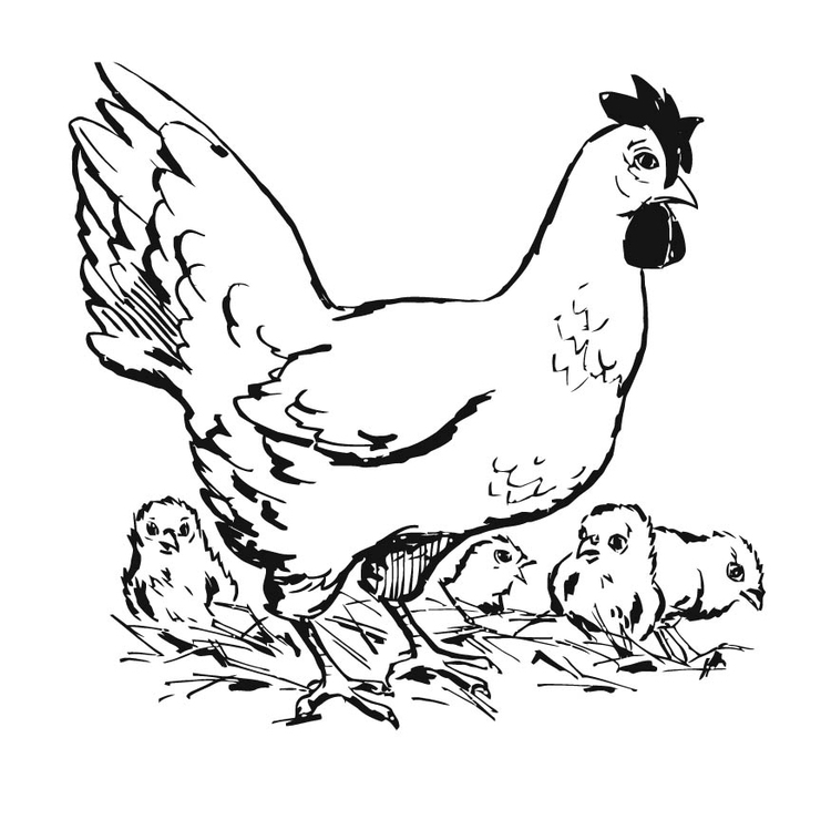 Coloriage d'un poulet joyeux dans un décor rural