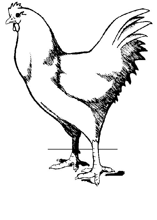Un poulet joyeux dans un champ ensoleillé