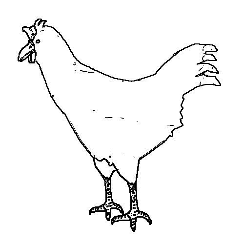 Un poulet joyeux dans un décor de campagne