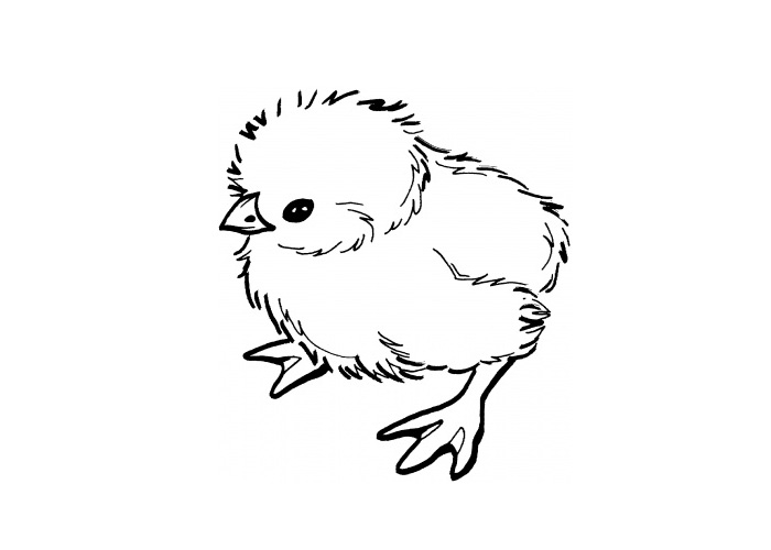 Un poussin mignon se prélasse sous le soleil printanier