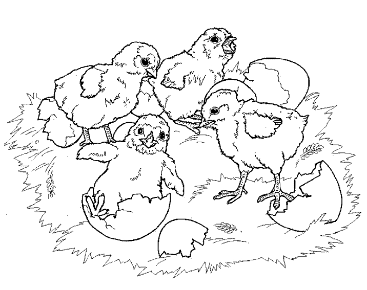 Un poussin joyeux dans un paysage printanier