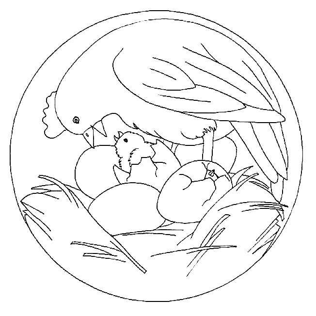 Un poussin joyeux se prélasse dans un champ fleuri