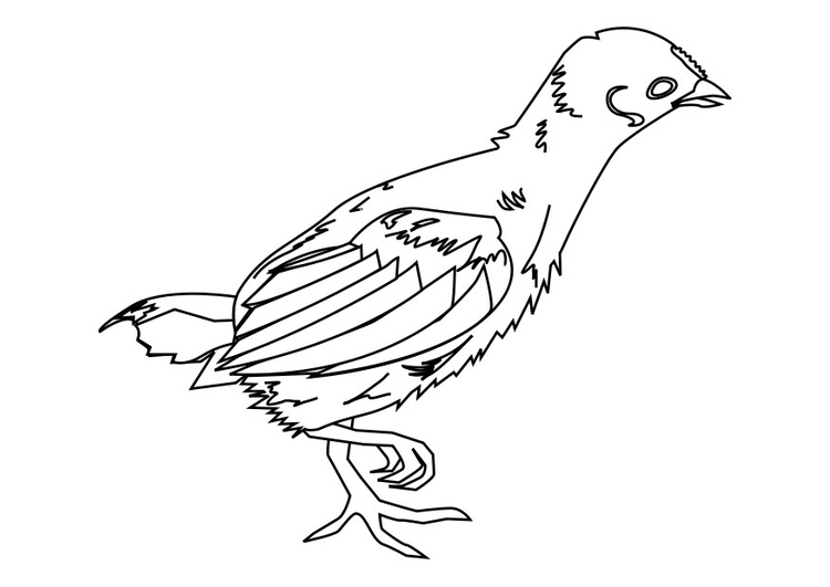 Coloriage d'un poussin mignon dans un décor printanier Coloriage d'un poussin mignon dans un décor printanier